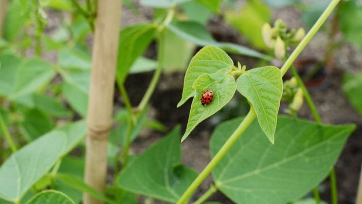 importancia de diversidad animales huerta