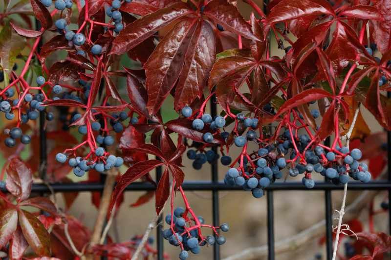 Enredadera de Virginia o Parthenocissus quinquefolia