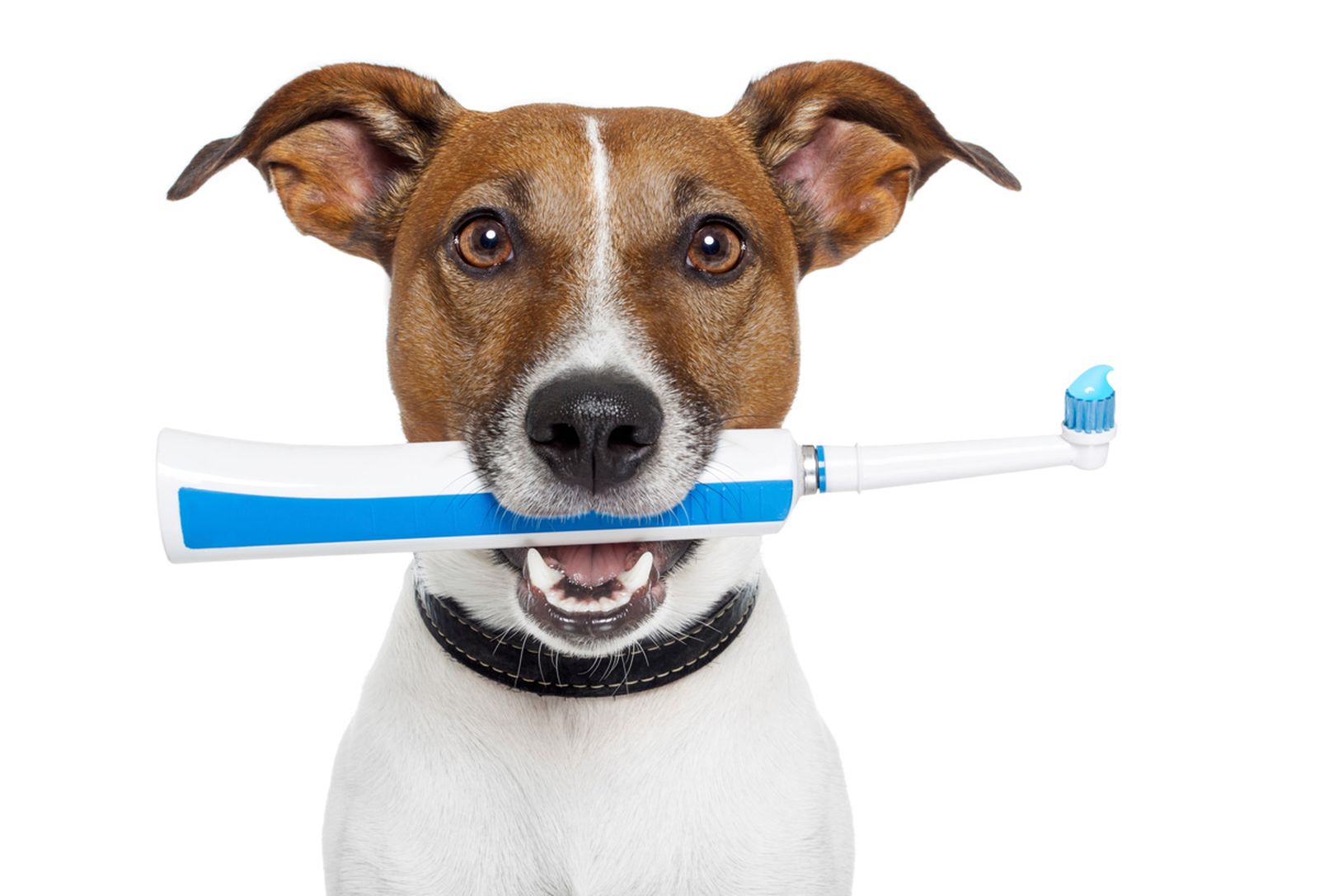 cepillar dientes video
