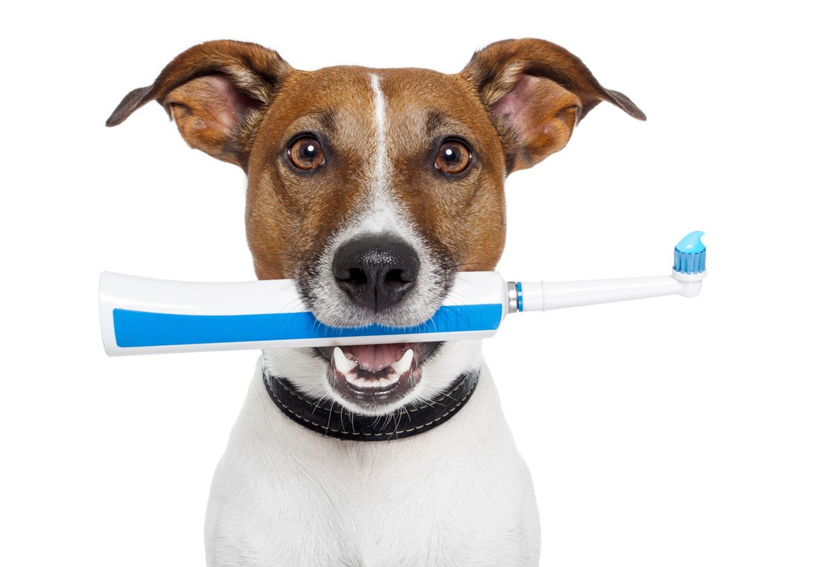 cepillar dientes video
