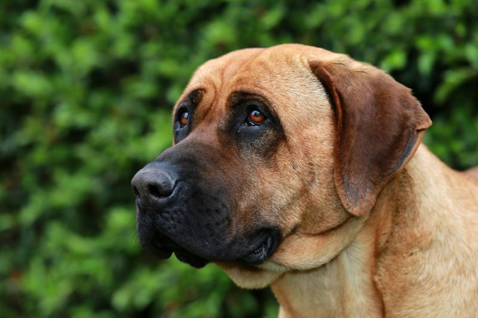 El tosa inu es un perro de gran envergadura, imponente y con aire majestuoso.