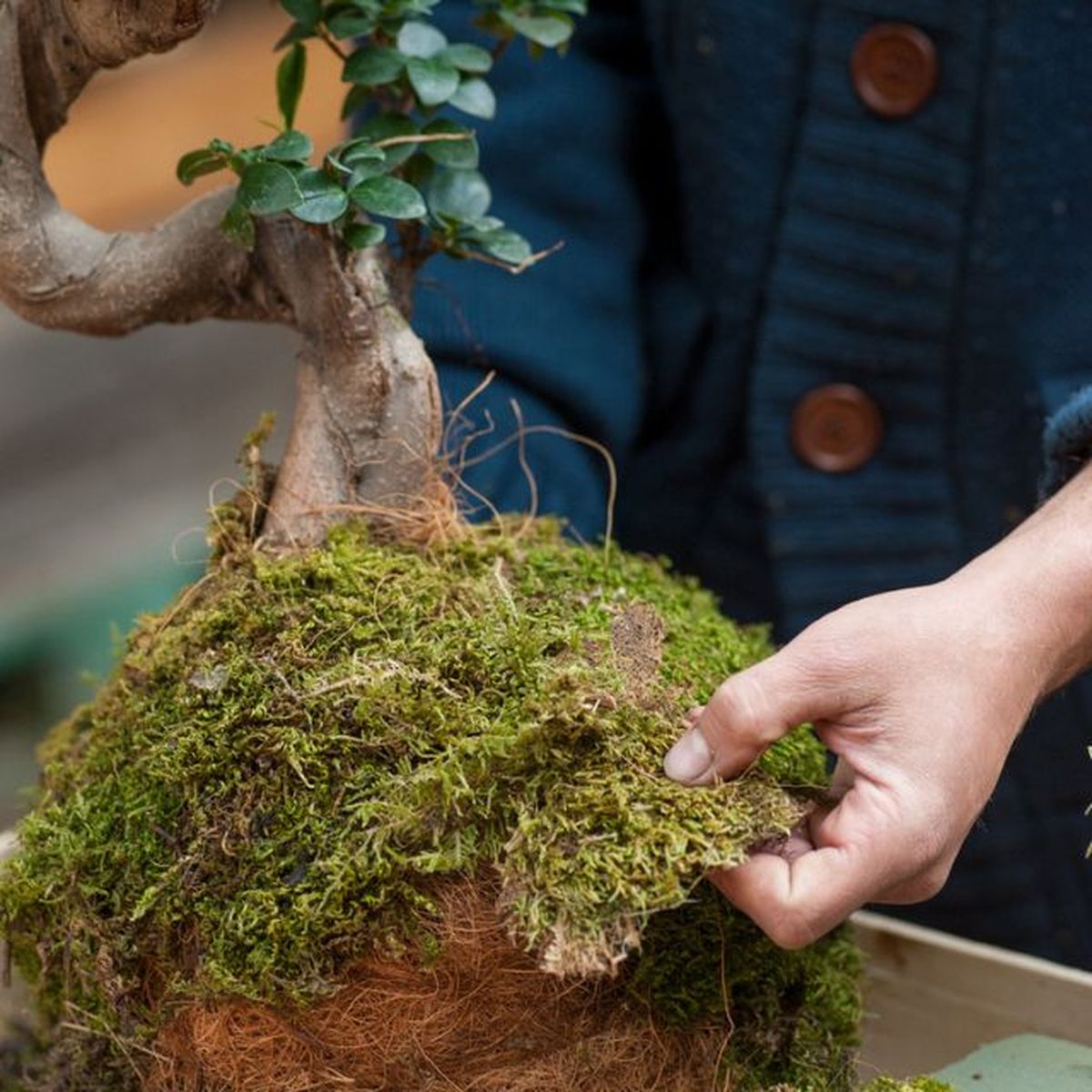 musgo de los kokedamas