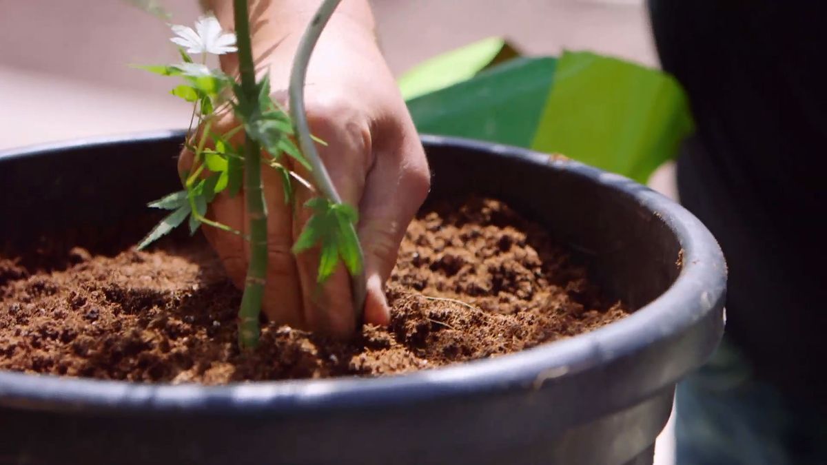 brico 915 3 tronco espiral paso 2