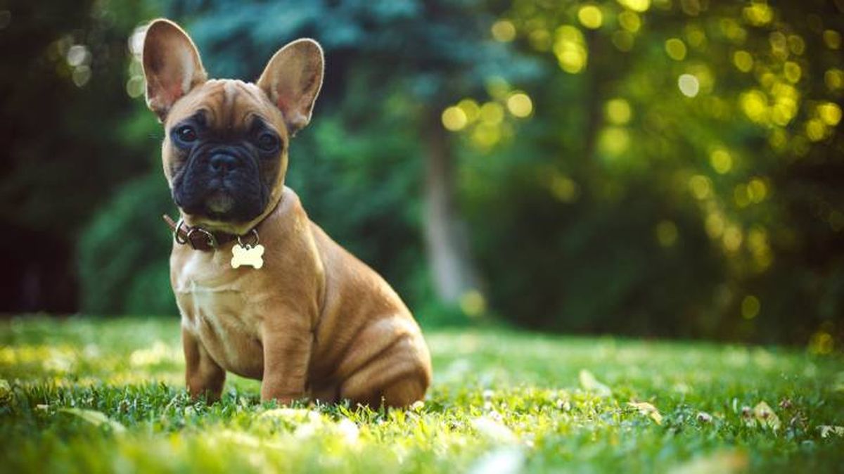 El perro Bulldog Francés tiene una cola corta
