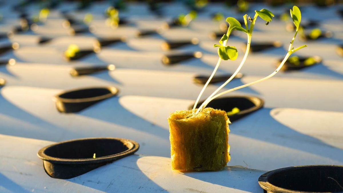 Cultivo hidropónico en lana de roca