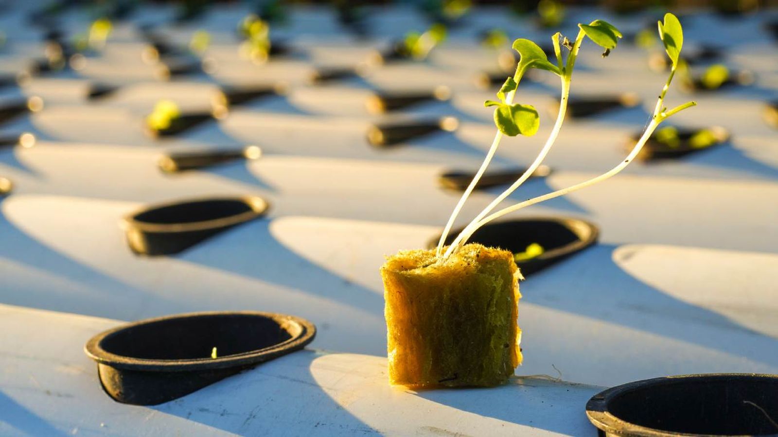 Cultivo hidropónico en lana de roca