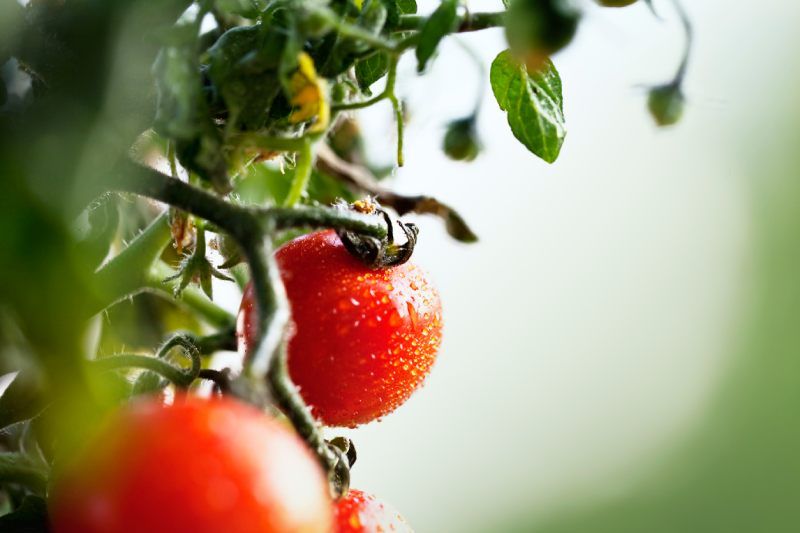 Tomates frescos