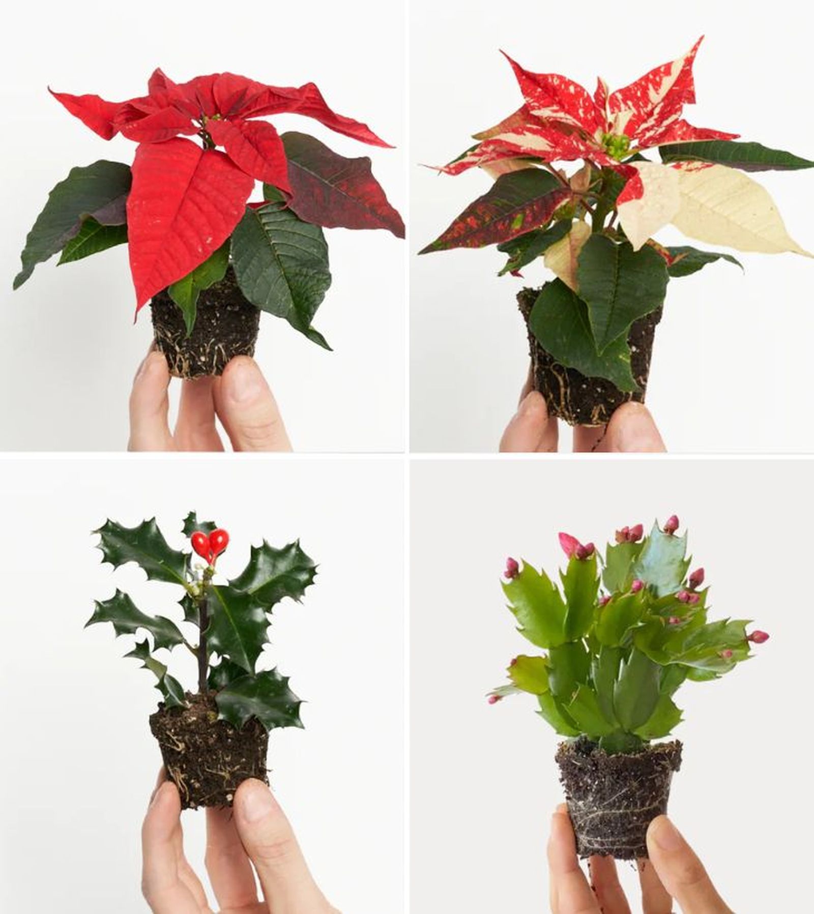 poinsettia rojo poinsettia variegada acebo cactus navidas purplant