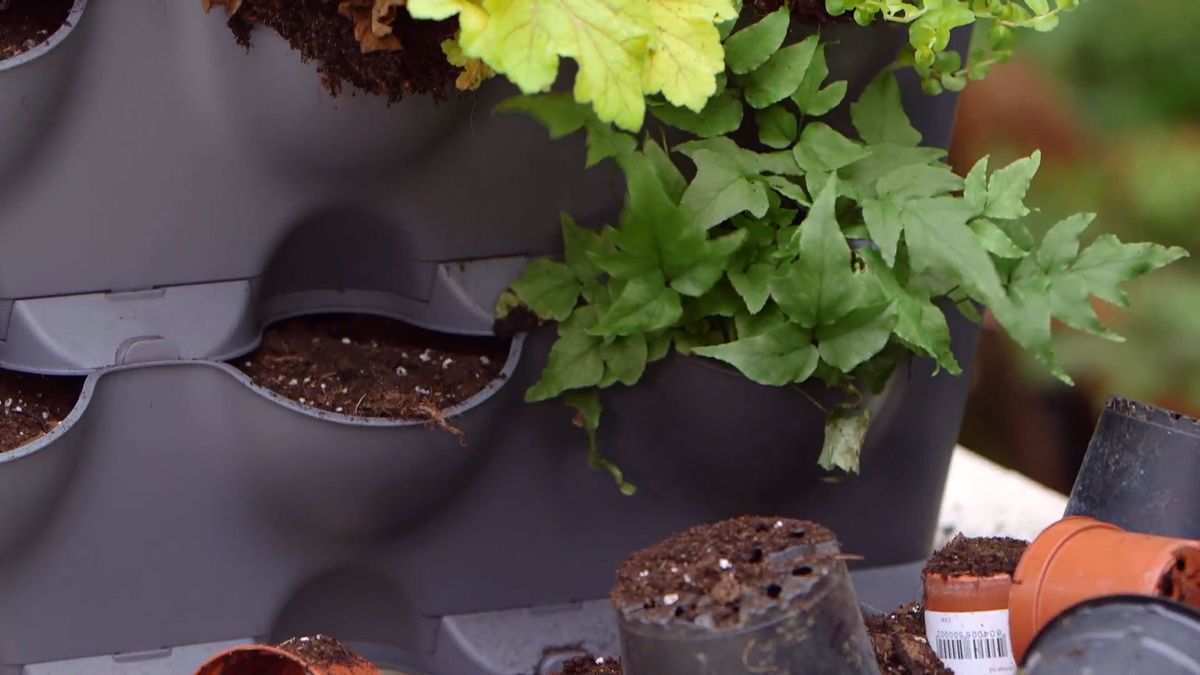 brico 955 3 jardin vertical pared norte plantas helecho cyrtomium