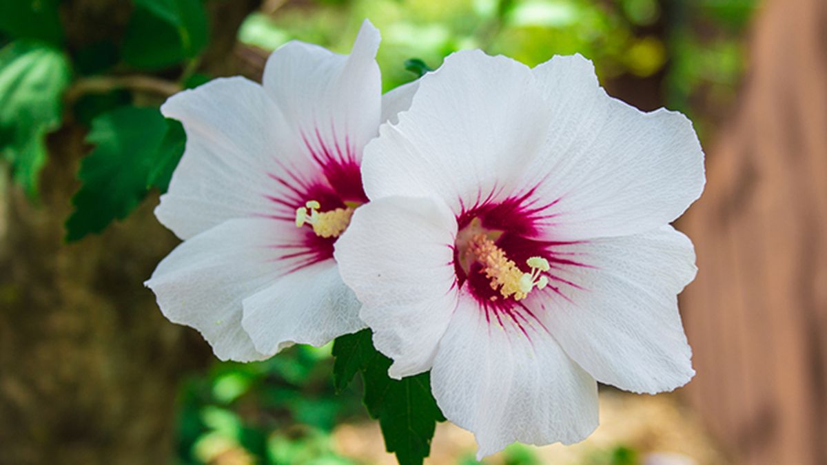 flor del hibisco color blanco y rosa