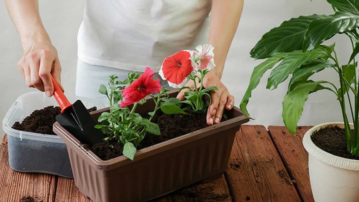 trasplante de la petunia a un contenedor con mas tierra