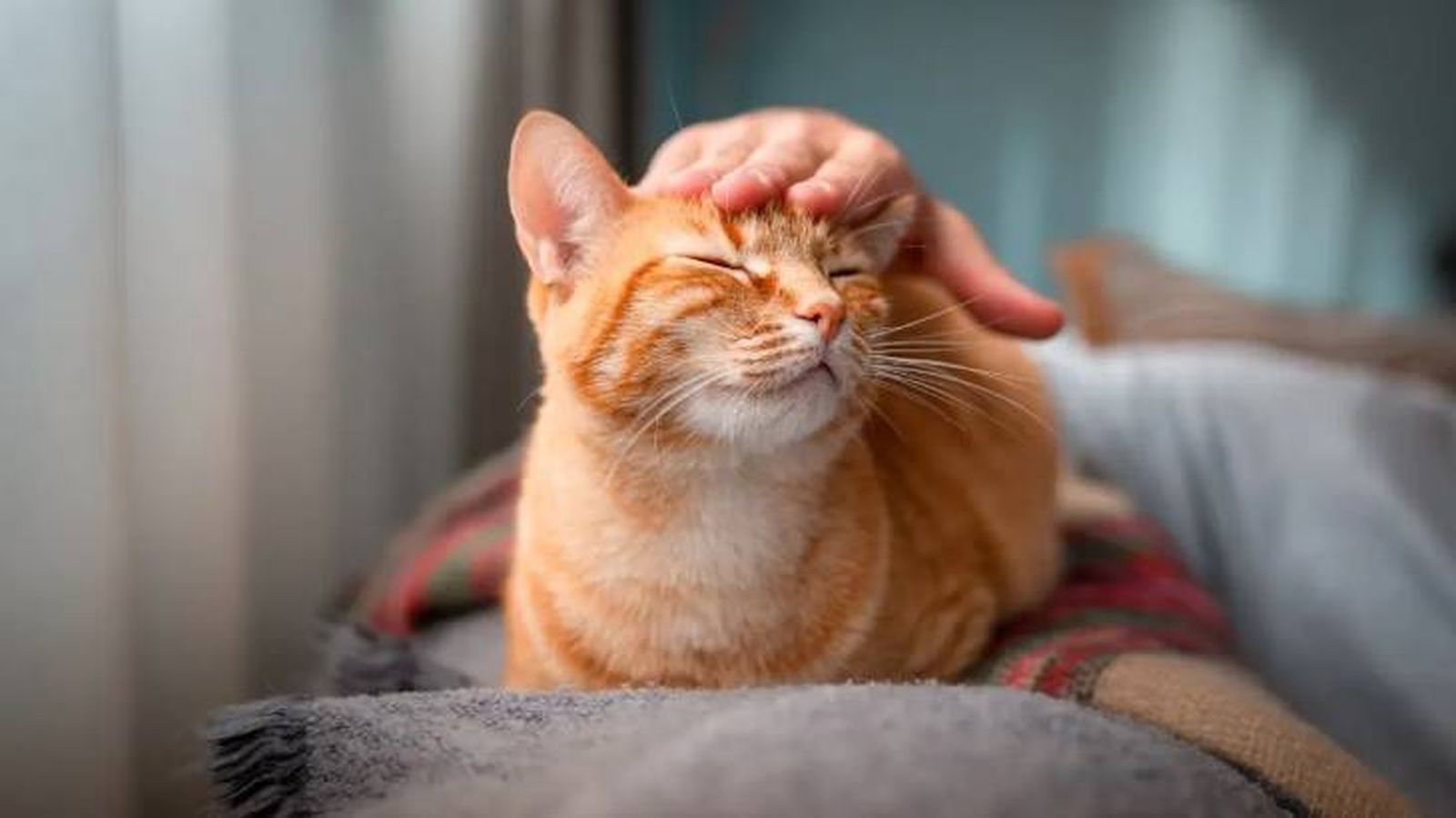 feromonas para gatos 5 (1)