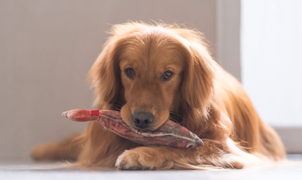 perros salud articular alimentacion omega3