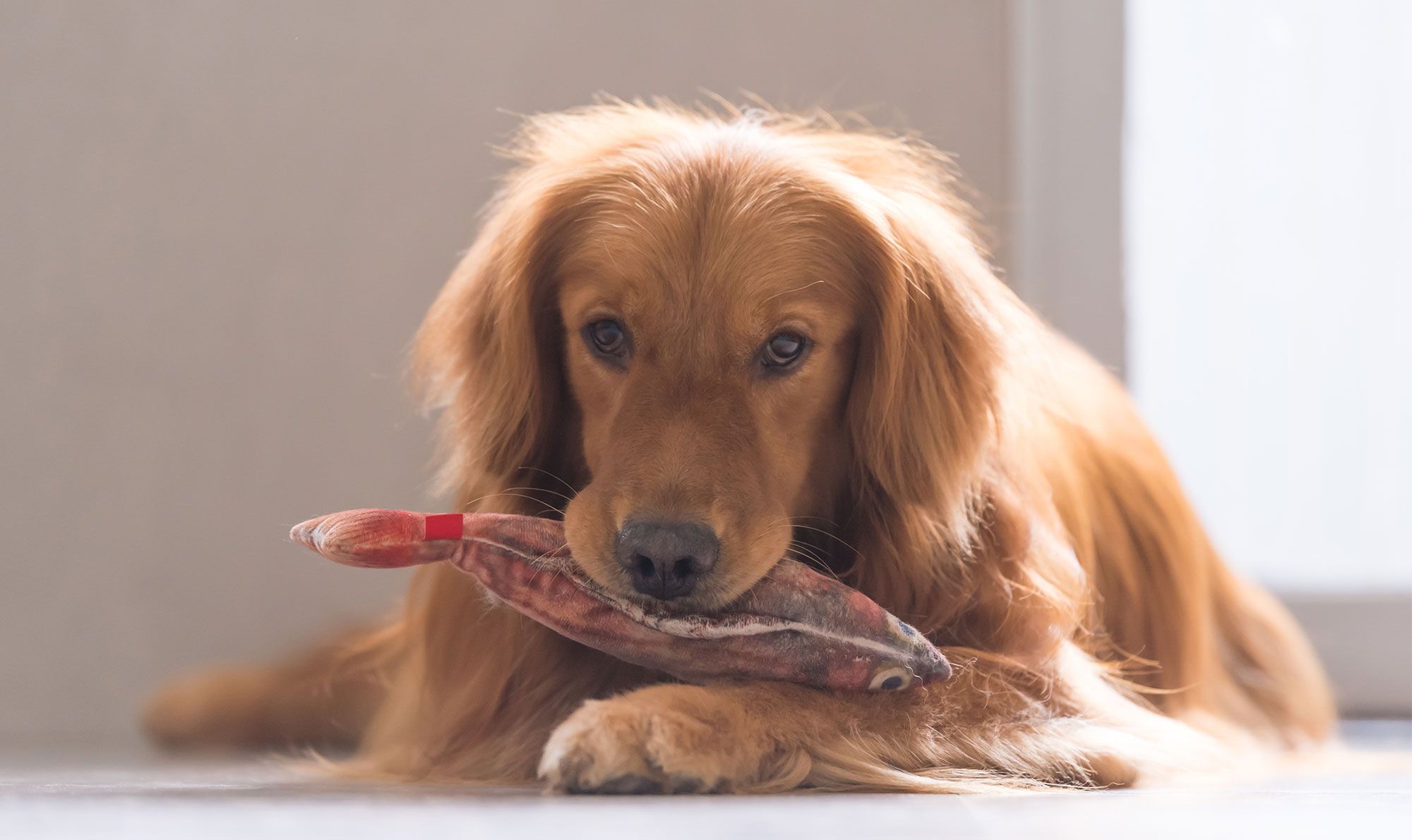 perros salud articular alimentacion omega3