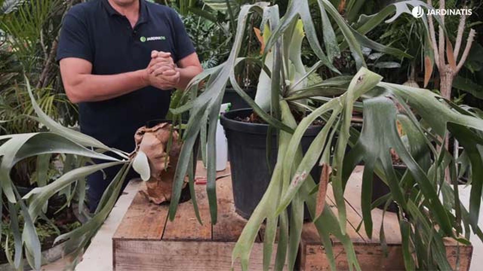 cuerno de alce helecho caracteristicas jardinatis