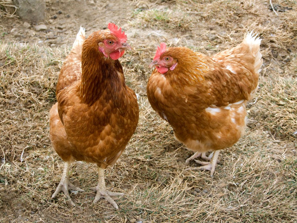 gallinas ponedoras camperas xl