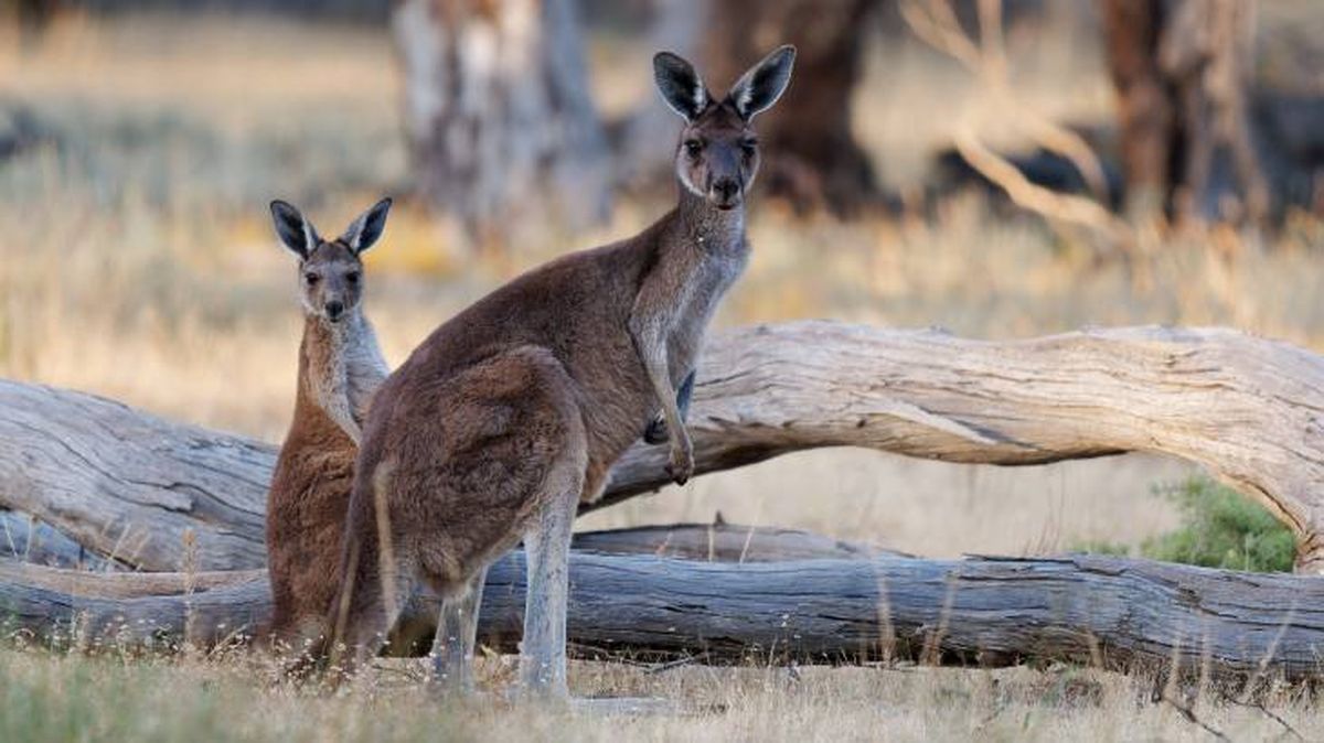 mamiferos raros canguro