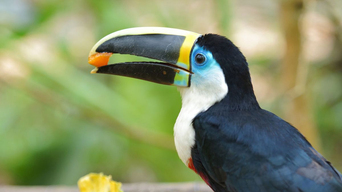 tucan comer frutas
