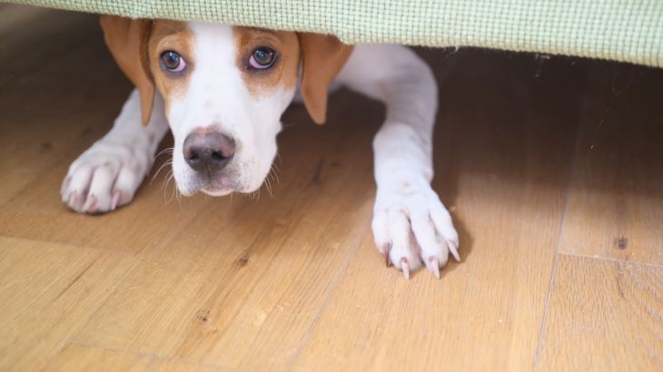 como quitar el miedo a los ruidos a un perro 3