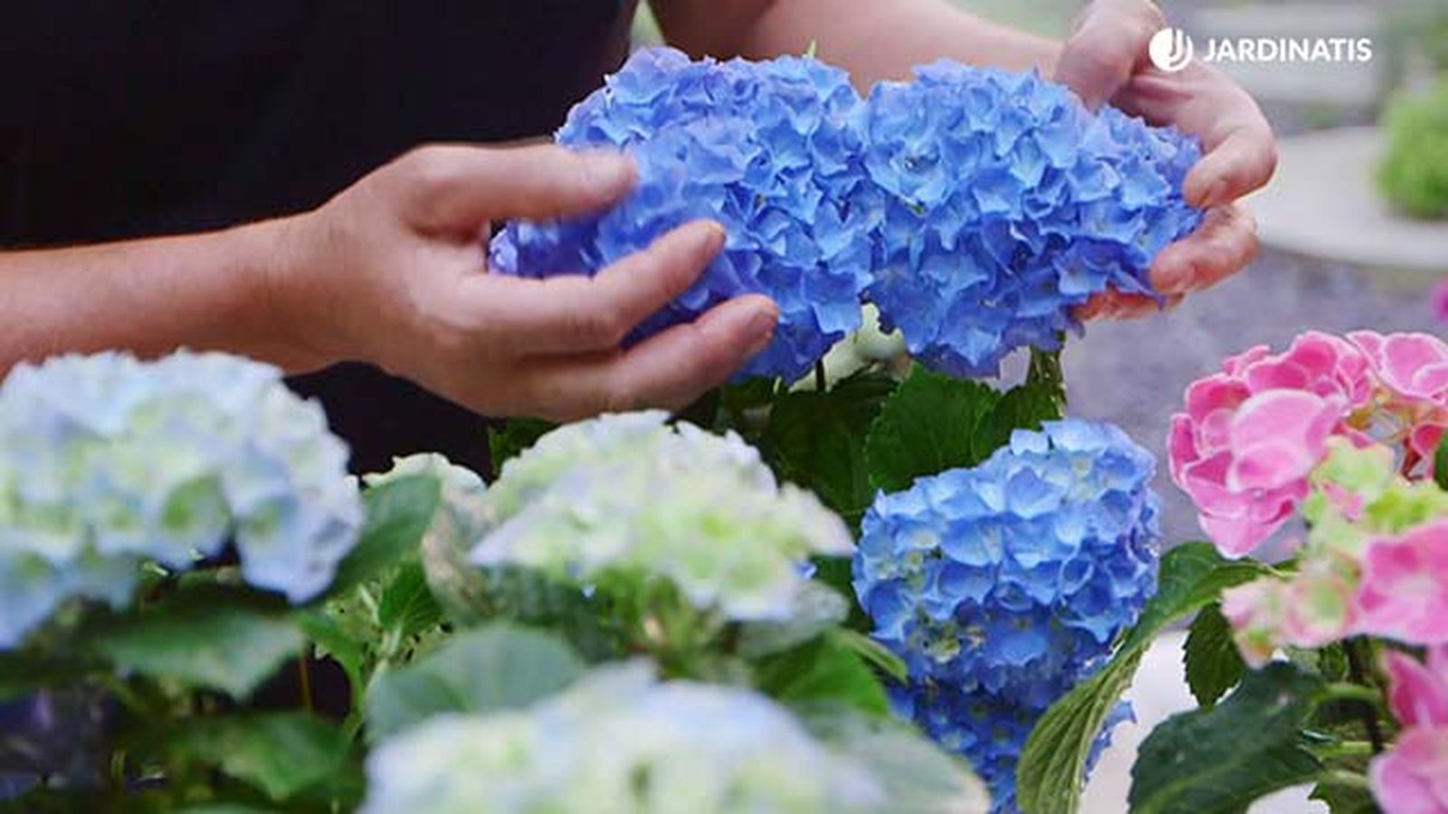 brico 0917 3 potenciar color hortensias variedad azul