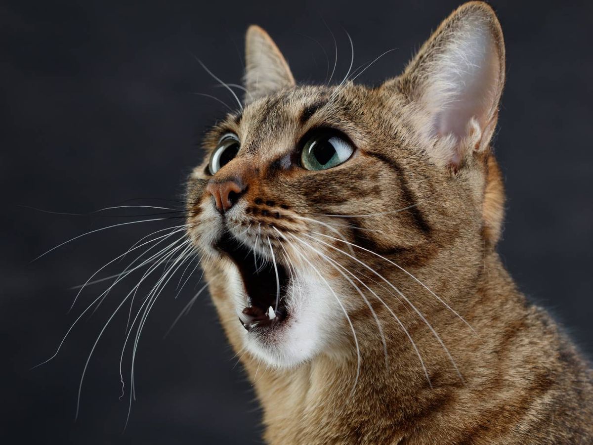 Los maullidos varían en función de la situación y el gato en cuestión