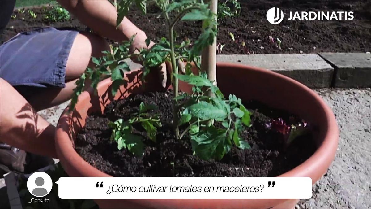 como plantar tomates en maceteros xl brico 746