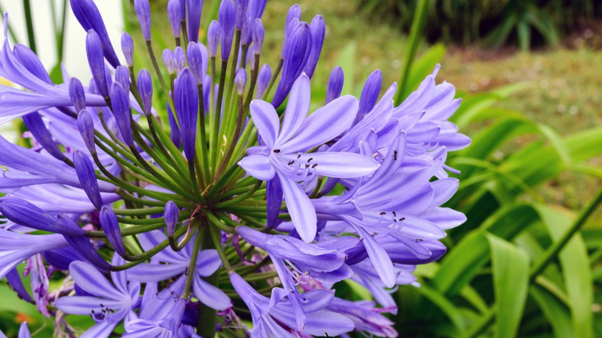 Agapanthus africanus cuidados verano