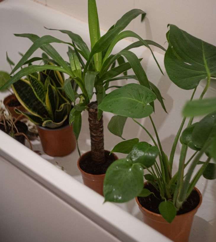 Las plantas de origen tropical agradecen las duchas de vez en cuando