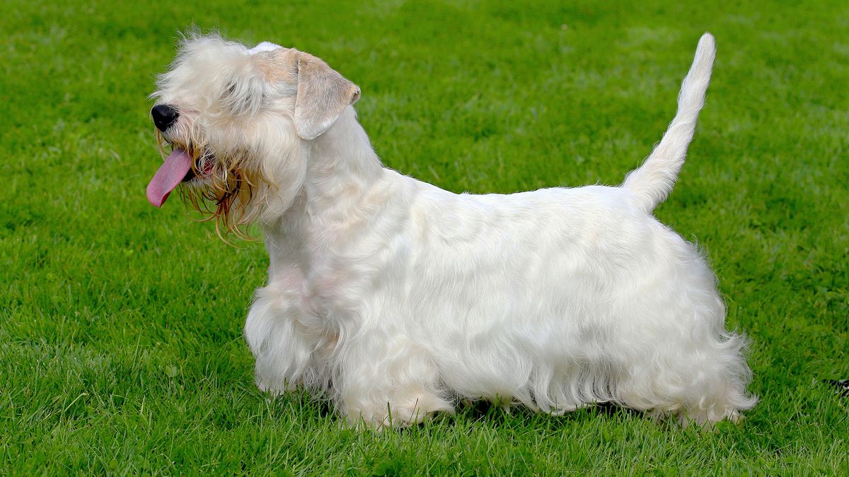 Razas perro origen gales Sealyham Terrier