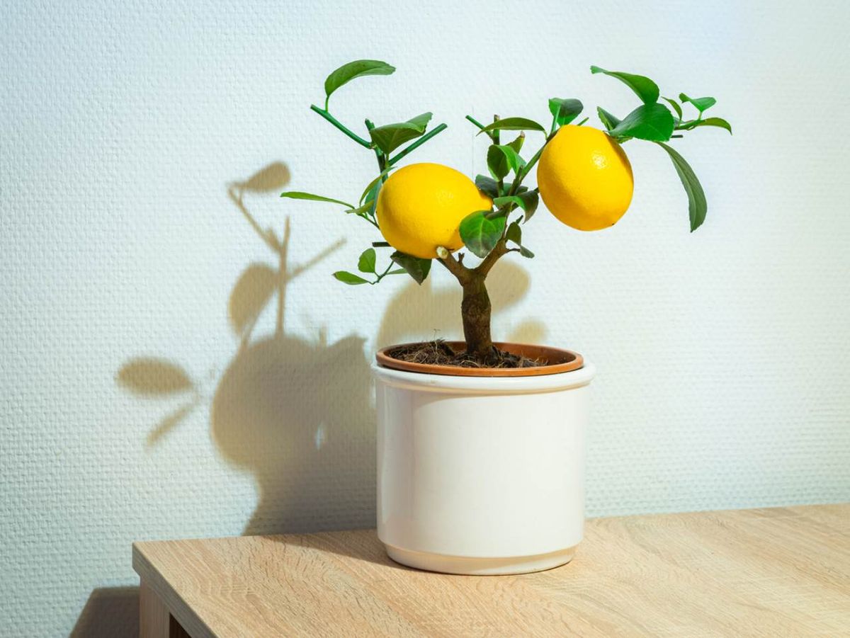 Limonero ornamental en maceta