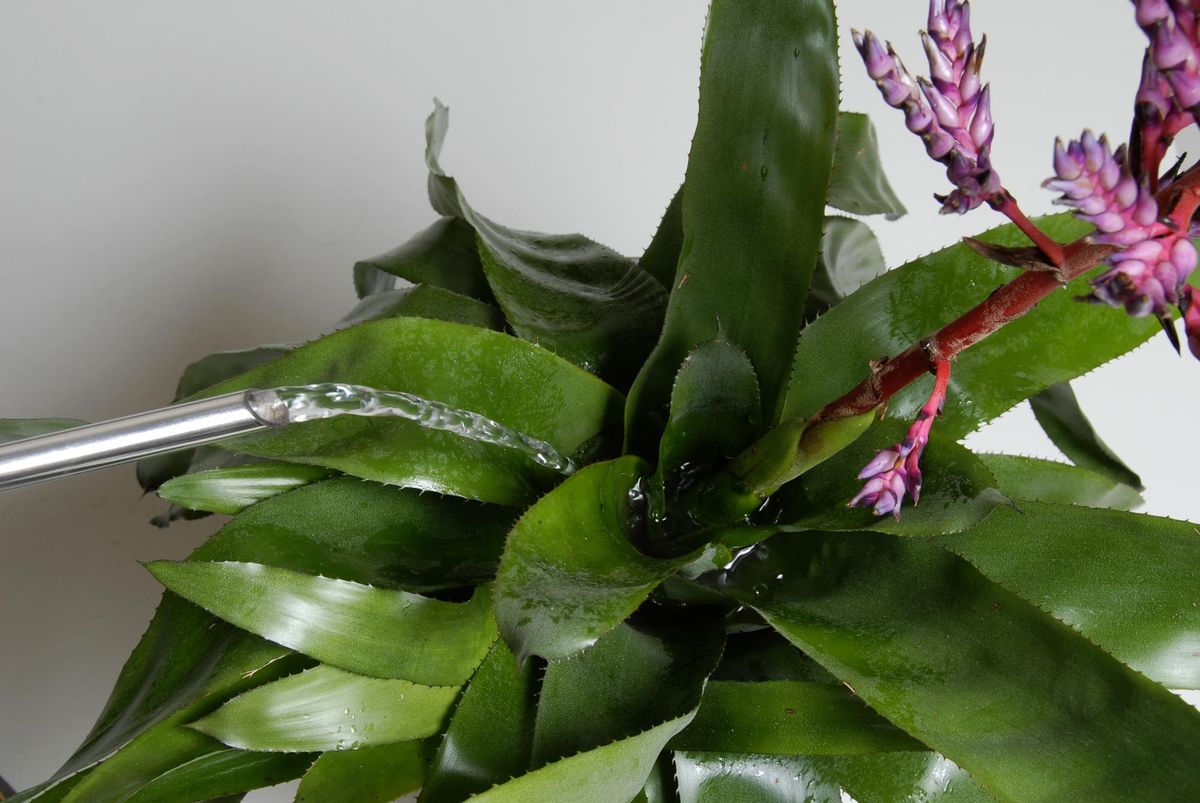 deko 222 aechmea blue rain cuidados