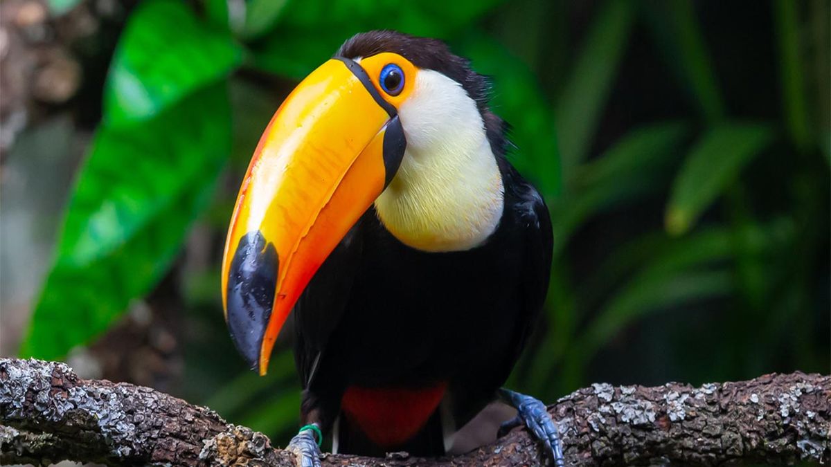 tucán