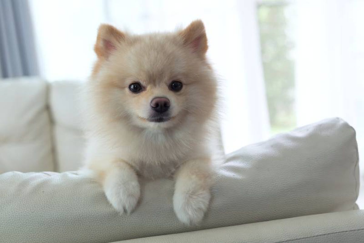 Pomerania Blanco