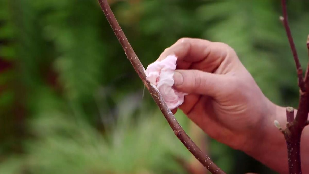 brico 945 3 capsulas enraizamiento paso 2