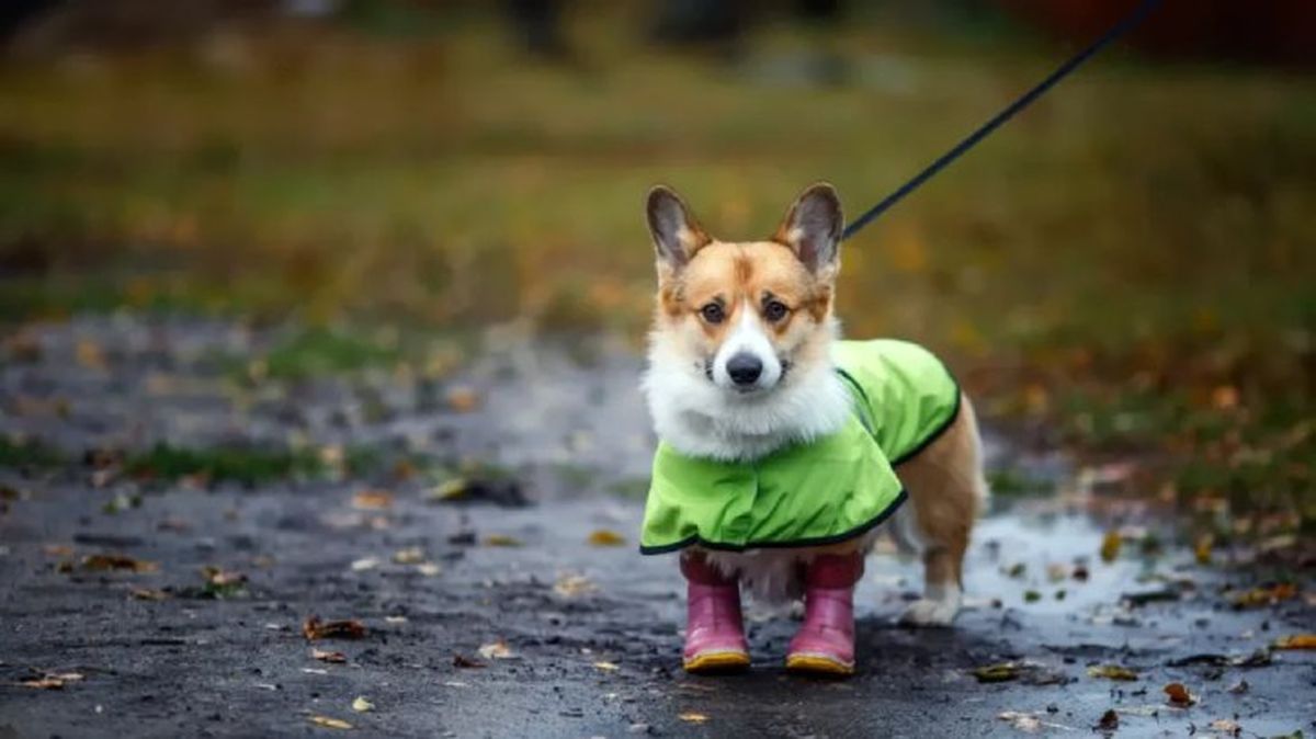 ¿Cómo elegir el mejor chubasquero para un perro?