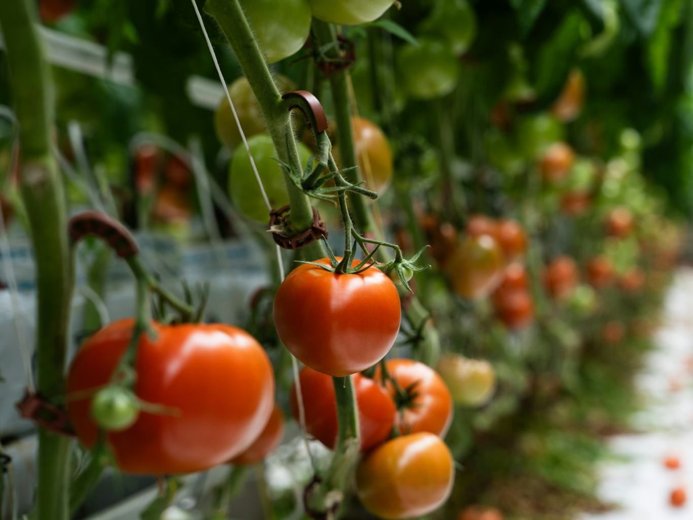 Tomates maduros