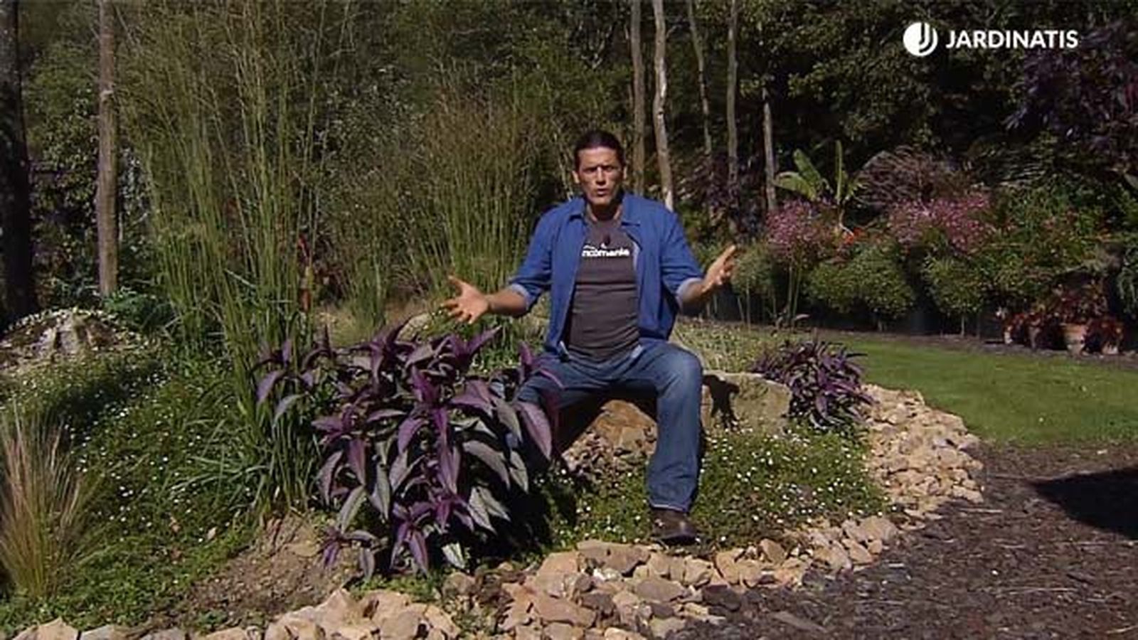 strobilanthes dyerianus escudo persa en jardin brico 884