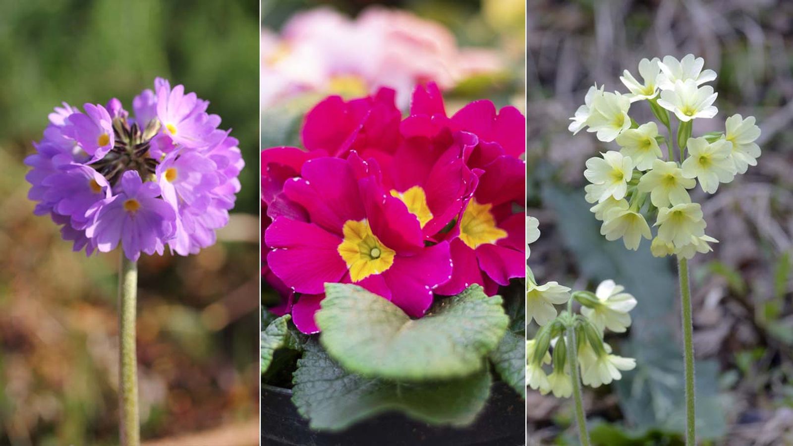cuidados de las primulas y variedades jardinatis