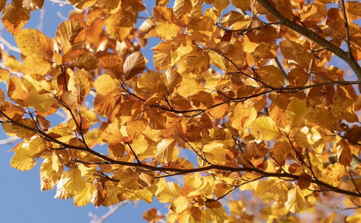 hojas haya arbol bonnito otono