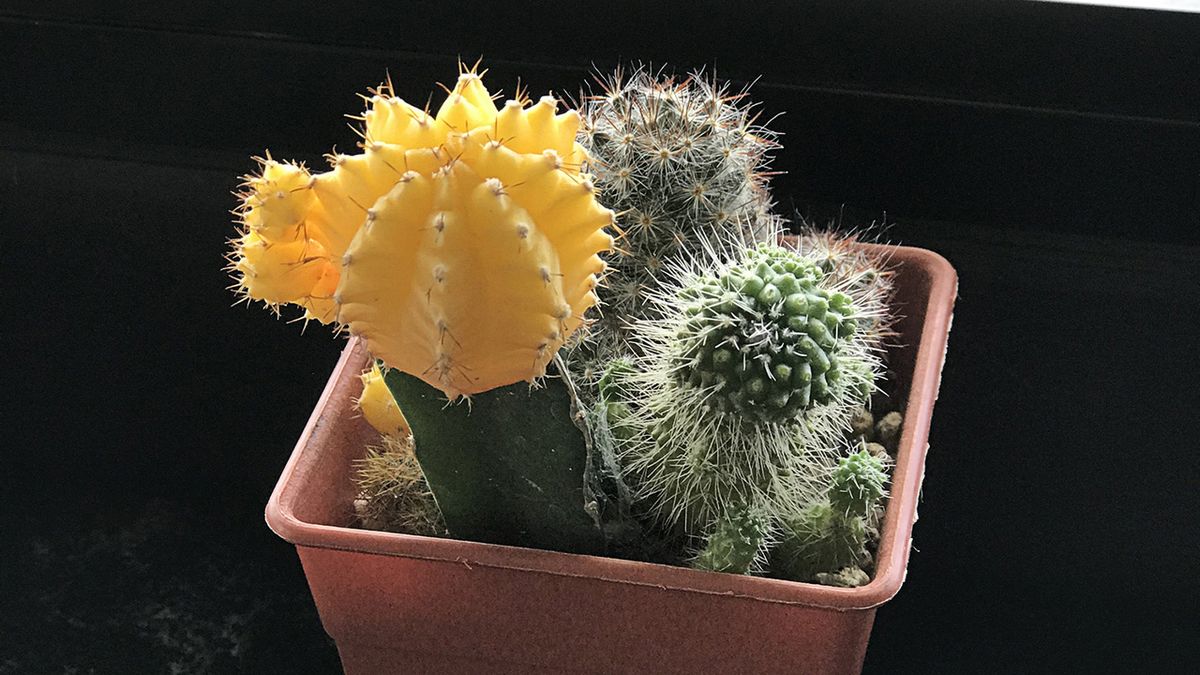 cactus injertado planta escritorio de la oficina