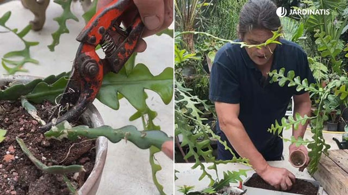 esqueje de cactus raspa de pescado epiphyllum anguliger jardinatis 18