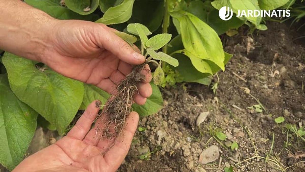 reproducir phlomis russeliana por semilla jardinatis