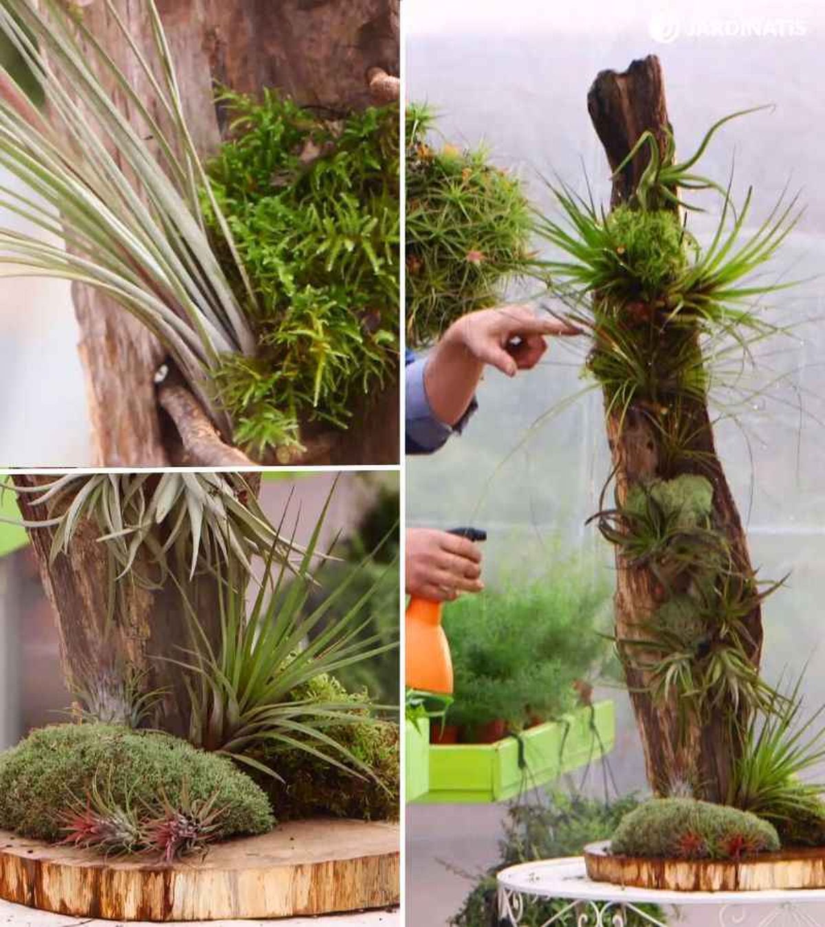 Tillandsias en tronco vertical
