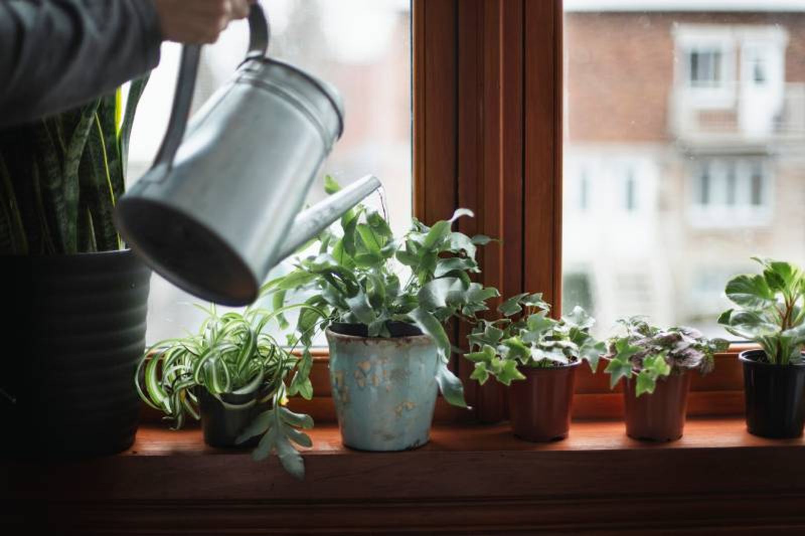 Transforma tu espacio con esta selección de plantas pensadas para olvidadizos.
