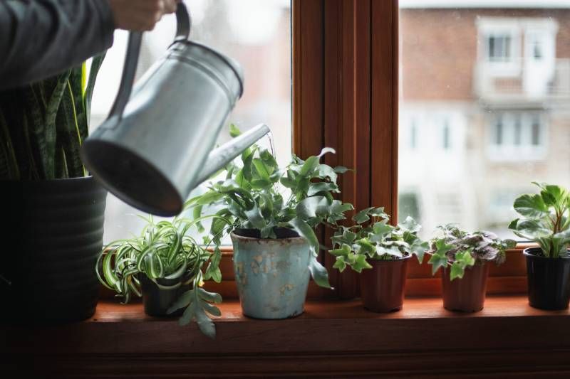 Transforma tu espacio con esta selección de plantas pensadas para olvidadizos.