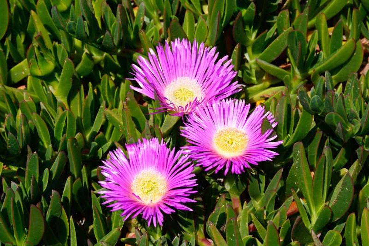 La Carpobrotus acinaciformis también es conocida como uña de gato.