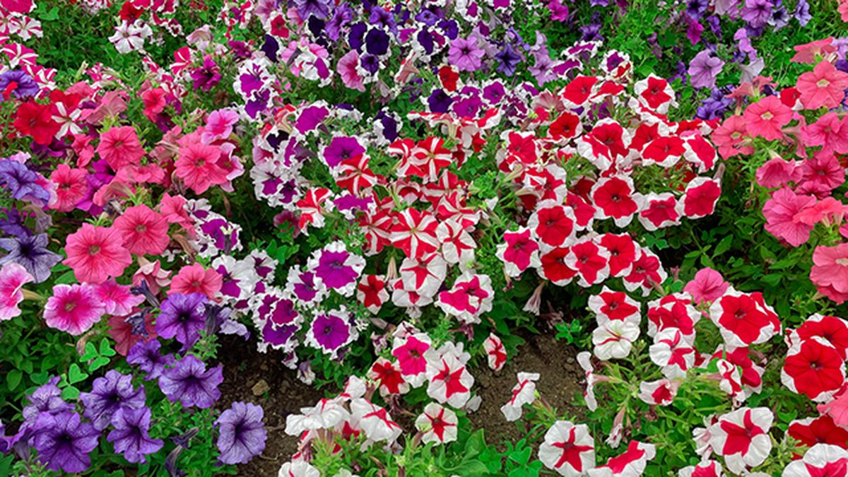 colores petunias flor de verano jardinatis