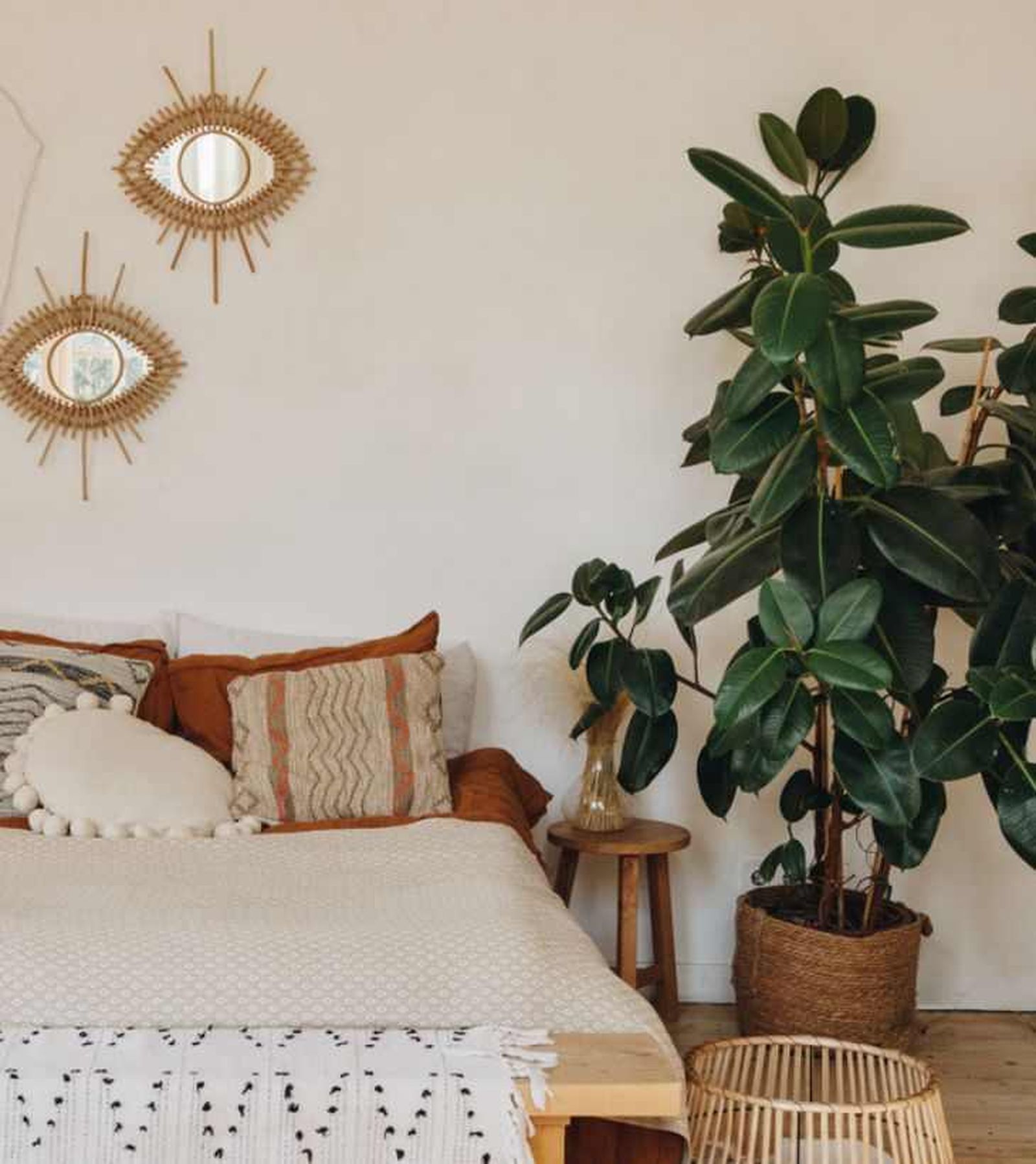 Ficus robusta en un dormitorio