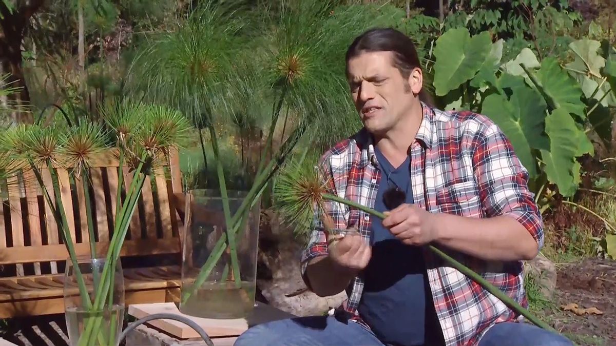 deco 676 cuidados papiro invierno complemento decorativo