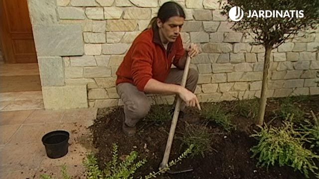loniceras nítida comun verde en el jardin xl brico 357